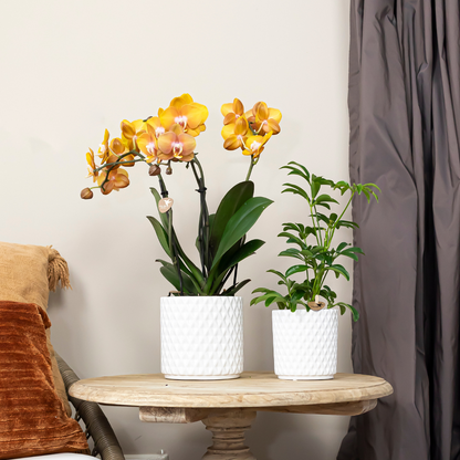 Orange Phalaenopsis Orkidé Las Vegas 4-pack Ø12 cm | Kolibri Company