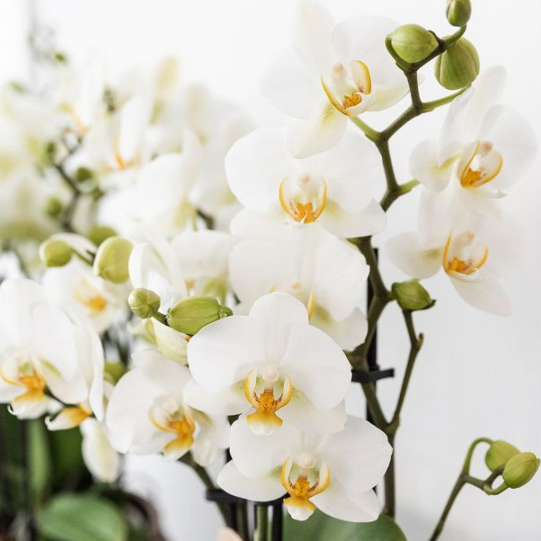 Mediterranean Sunset Växtset – Vit Phalaenopsis &amp; Succulenter med Keramikkrukor | Fri frakt