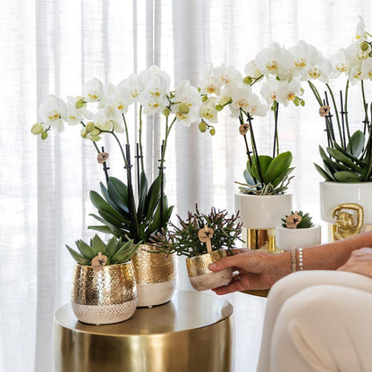 Vit Phalaenopsisorkidé ‘Amabilis’ med Lush-kruka – Vit/Guld | Fri Frakt