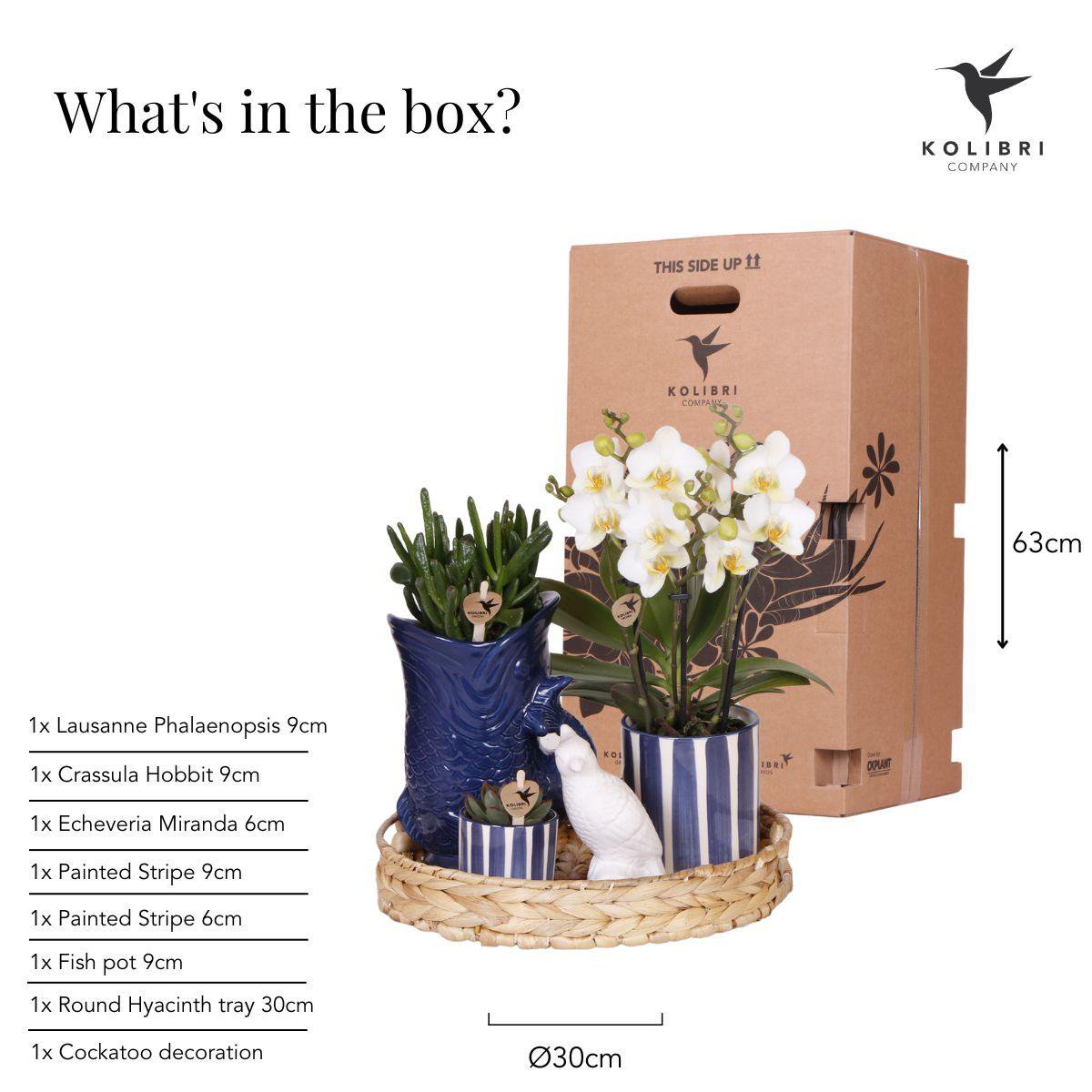 Mediterranean Sunset Växtset – Vit Phalaenopsis &amp; Succulenter med Keramikkrukor | Fri frakt