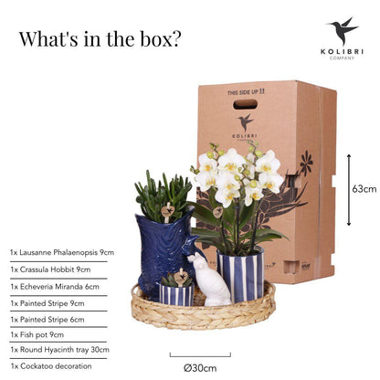 Mediterranean Sunset Växtset – Vit Phalaenopsis &amp; Succulenter med Keramikkrukor | Fri frakt