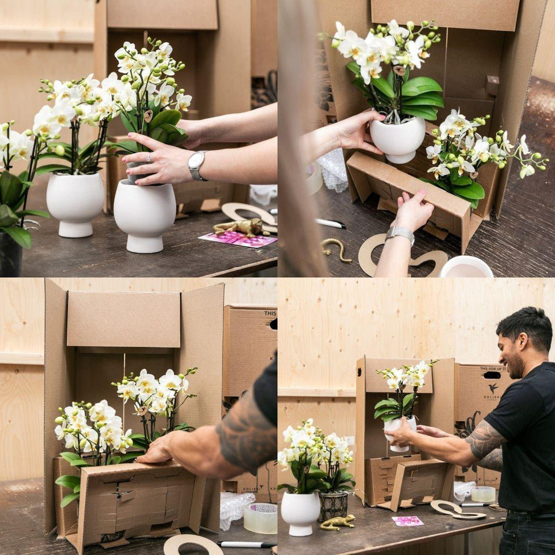 Stor premiumorkidé ‘Niagara Fall’ 50–60 cm – Puderrosa Phalaenopsis | Fri frakt