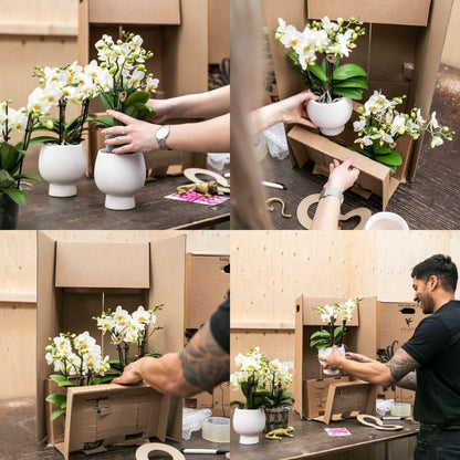 Stor premiumorkidé ‘Niagara Fall’ 50–60 cm – Puderrosa Phalaenopsis | Fri frakt