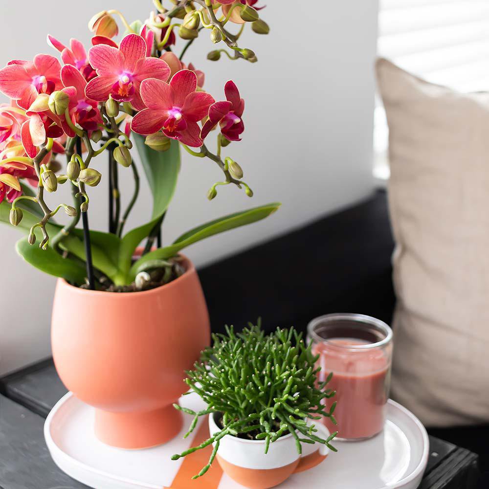 Kolibri Orchids Congo – Röd multiflora orkidé | Ø9 cm höjd: 30–35 cm